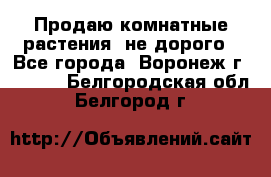 Продаю комнатные растения  не дорого - Все города, Воронеж г.  »    . Белгородская обл.,Белгород г.